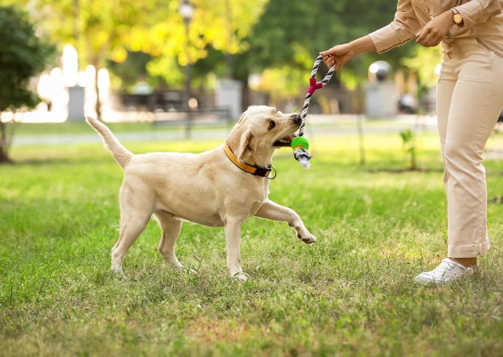 Wake Forest Dog Parks